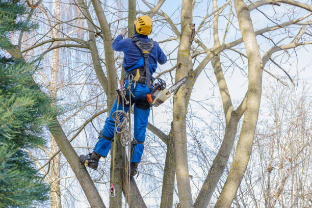 Best Commercial Tree Services  in Charlestown, MD